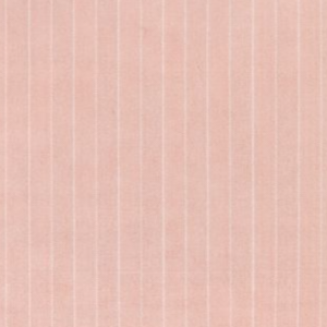 Carnation